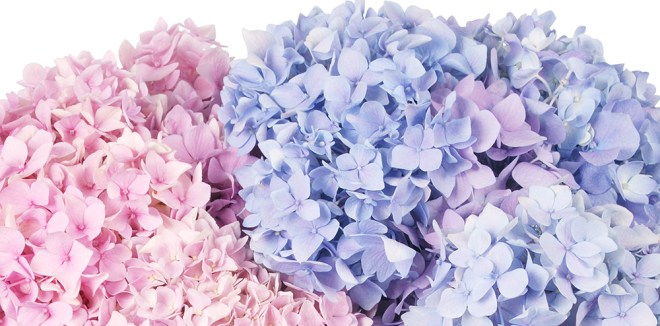 Hydrangea Blooms Fragrantica