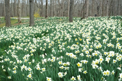 Woodland daffodils, GIbbs Gardens, March 2016