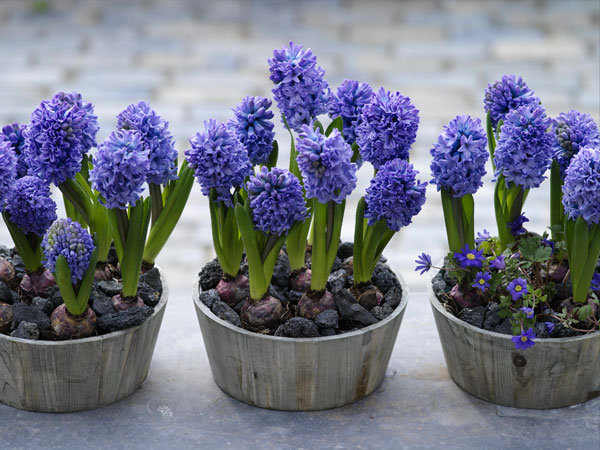 Pots of blue hyacinth bulbs in bloom