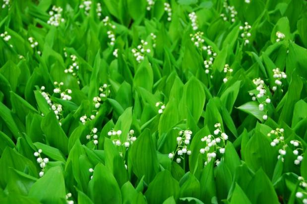 Fragrance Friday: May Muguet&nbsp;Marathon