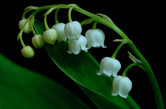 May Muguet Marathon: Demeter Lily of the&nbsp;Valley