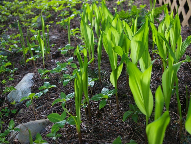 Lily of the Valley leaves