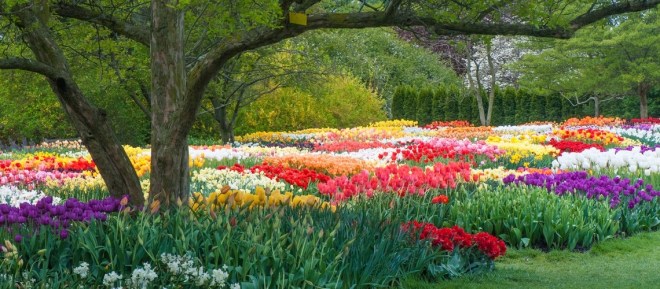 Tulips and other spring bulbs in bloom at Longwood Gardens, Pennsylvania