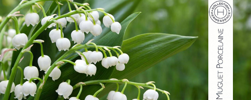 Flowers of lily of the valley, Hermes Muguet Porcelaine by Jean Claude Ellena