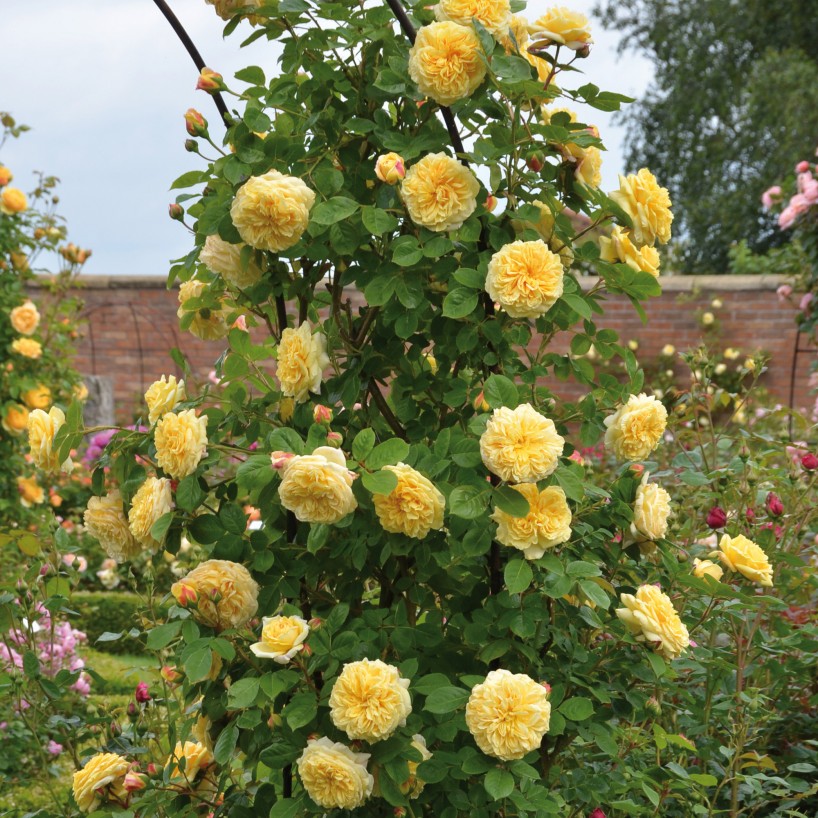 Yellow climbing English rose Teasing Georgia, by David Austin Roses, grown on a pillar.