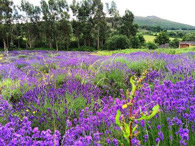 Lavender field in bloom in County Wicklow, Ireland