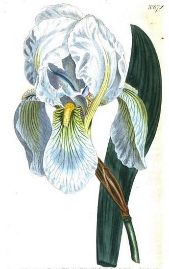 iris_florentina_sydenham_edwards