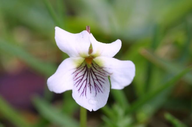 white-violet