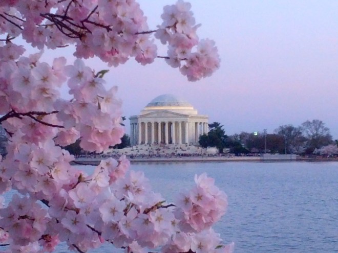Blossoming cherry trees and the Jefferson Memorial at the Tidal Basin in Washington, DC