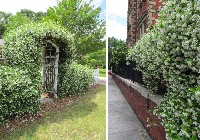 Confederate jasmine vines on wall and arbor, from Old City South blog