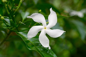 Close up of white Confederate jasmine flower