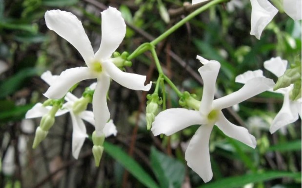 Confederate Jasmine