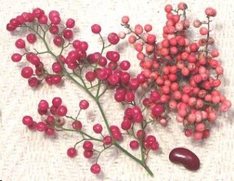 Pink pepper or baie de rose berries