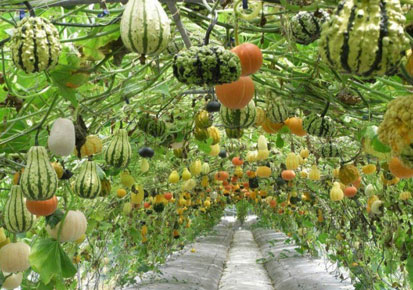 Cultivation of gourds and melons hanging from vines in India