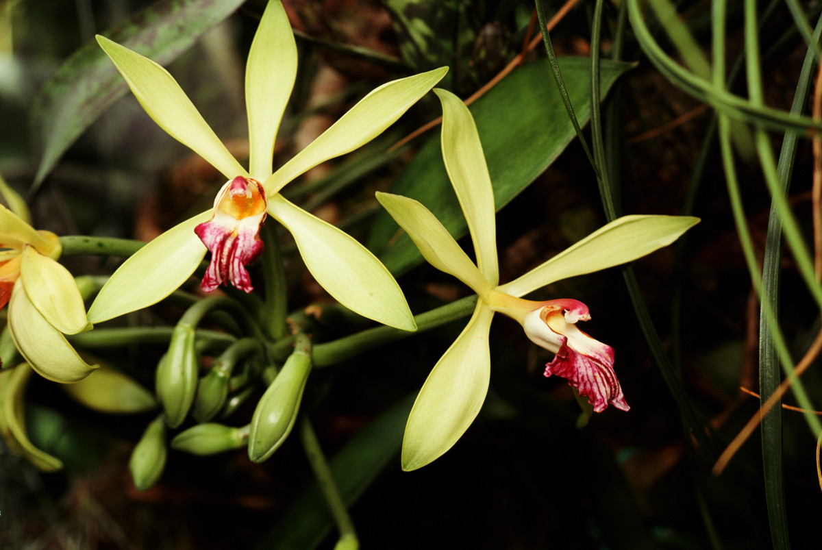 Vanilla orchid vine and flowers by Dan Sams