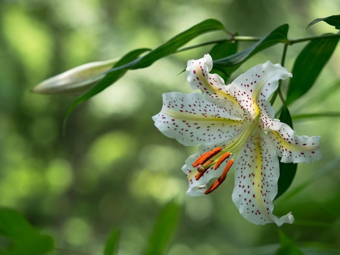 Lilium auratum, or golden-rayed lily of Japan