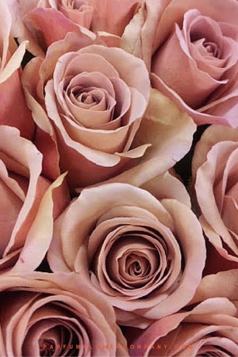 Rose Cafe Latte from flower wholesaler Parfum Flower Company