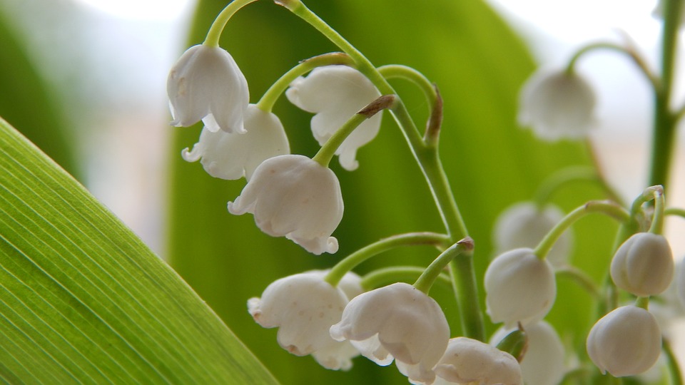 Close up of lily of the valley flowers