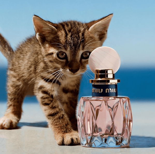 Bottle of Miu Miu L'Eau Rosee fragrance with kitten