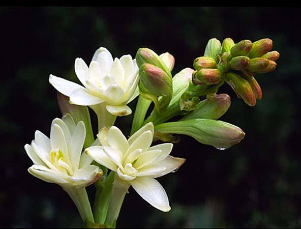 tuberose flower