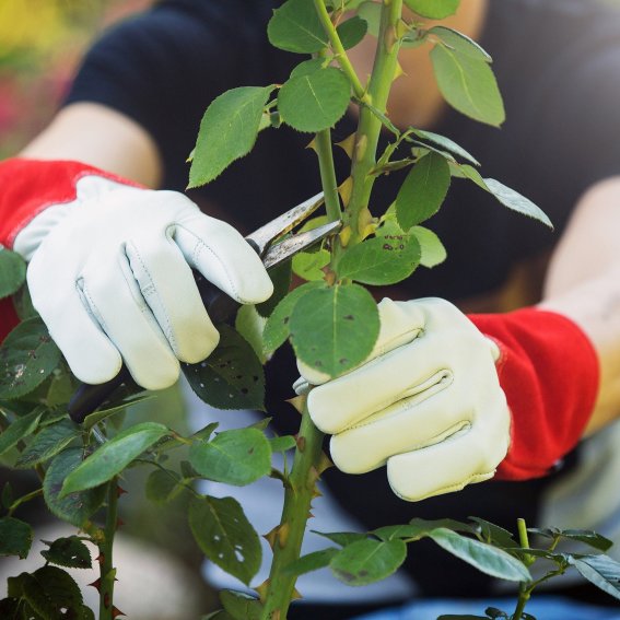 Part leather garden gloves used to prune roses