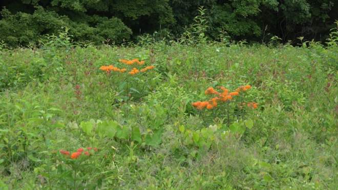 Wildflower meadow with butterfly weed in Connecticut