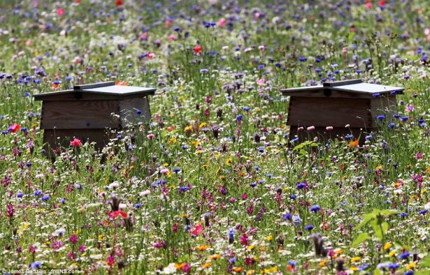 Wooden beehives in multi-colored wildflower meadow.