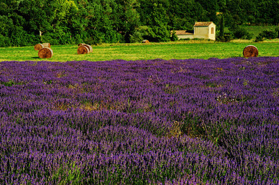 Filed of lavender and hay meadow on French farm in Provence