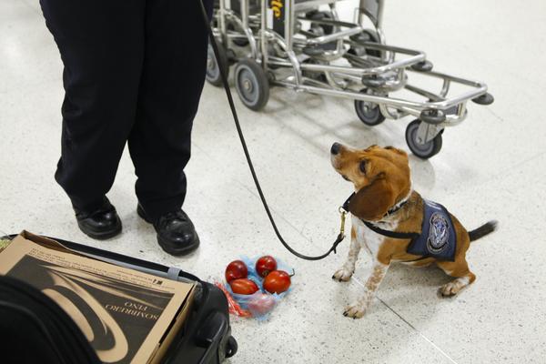 Airport beagle sniffer dog with fruit