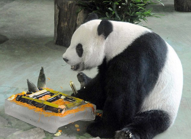 Female great panda Yuan Yuan eating eating bamboo and fruit on ice in hot weather.