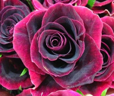 Dark red and pink Black Beauty Velvet Rose