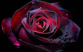 Dark red velvety rose against black
