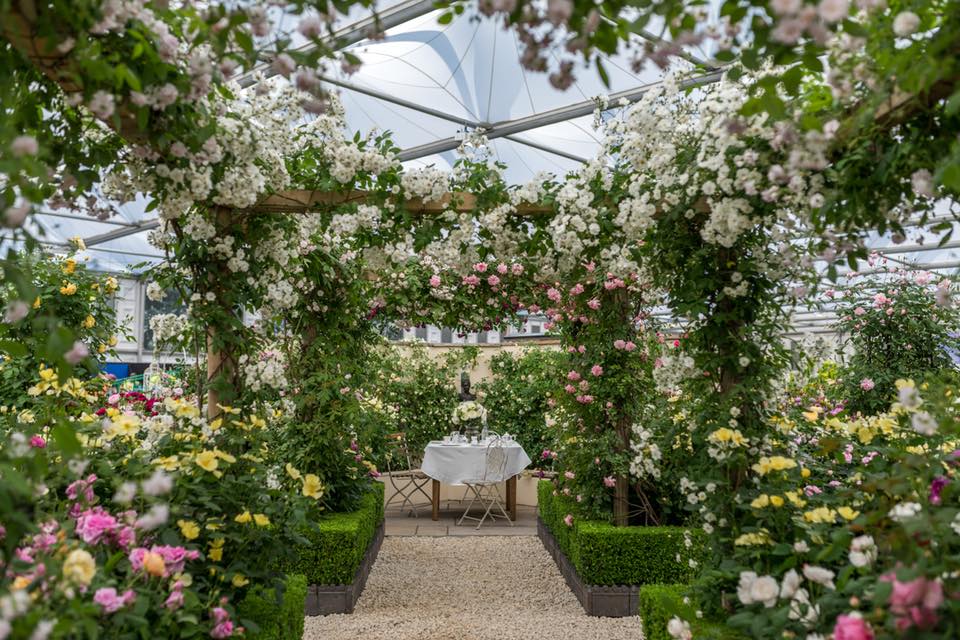 David Austin Roses display at RHS Chelsea Flower Show, 2018