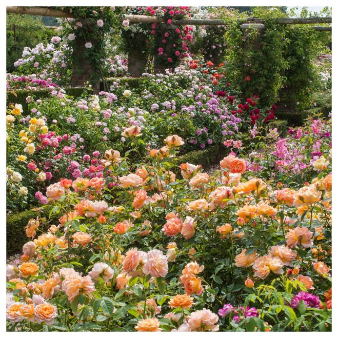 Beds of English Roses at David Austin Roses display, RHS Chelsea Flower Show 2018.