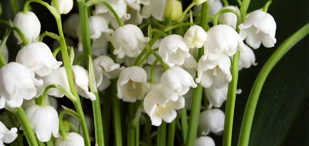 Perfume Chat Room, May&nbsp;1