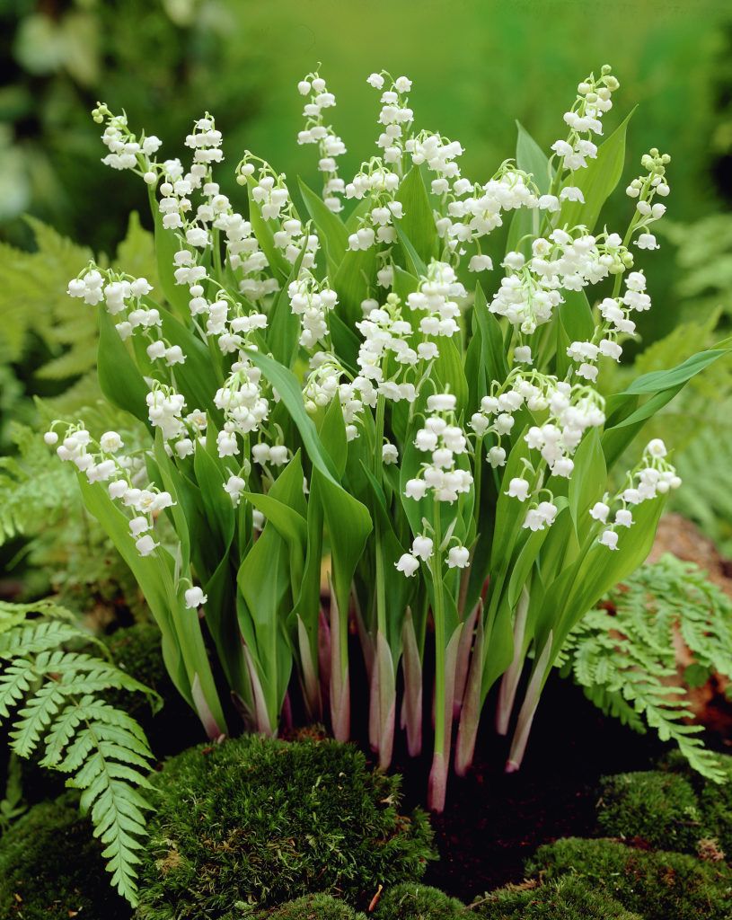 Lilies of the valley, green moss, and ferns in woodland garden