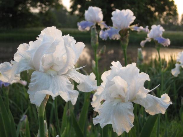 Meeting a Unicorn: L’Iris de&nbsp;Fath