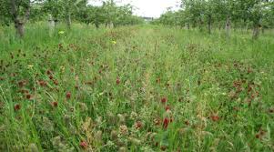 Blossoming red clover underplanting apple trees