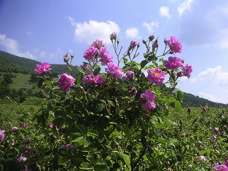 Rosa damascena growing in field