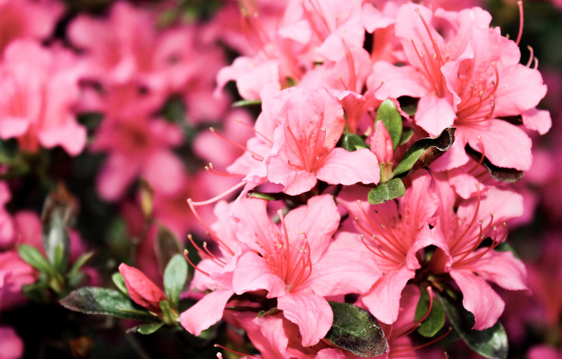 shallow focus photography of pink petaled flowers
