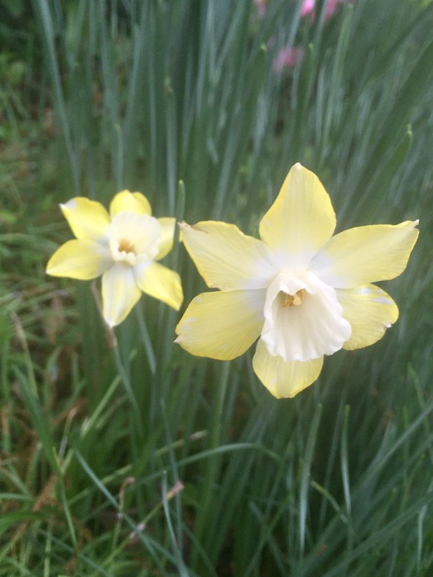 Perfume Chat Room, April&nbsp;10