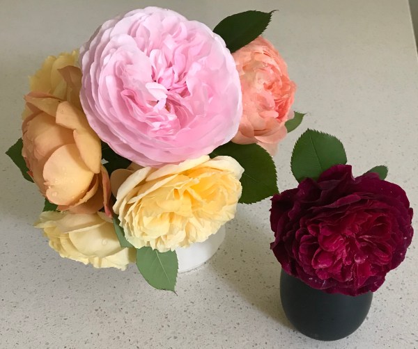 Bouquet of garden roses by David Austin, including Teasing Georgia, Lady of Shalott, Carding Mill, Olivia Rose Austin, Munstead Wood.