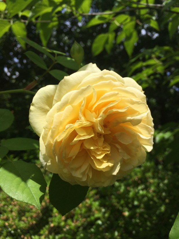 Roses de Mai Marathon: Tea&nbsp;Rose