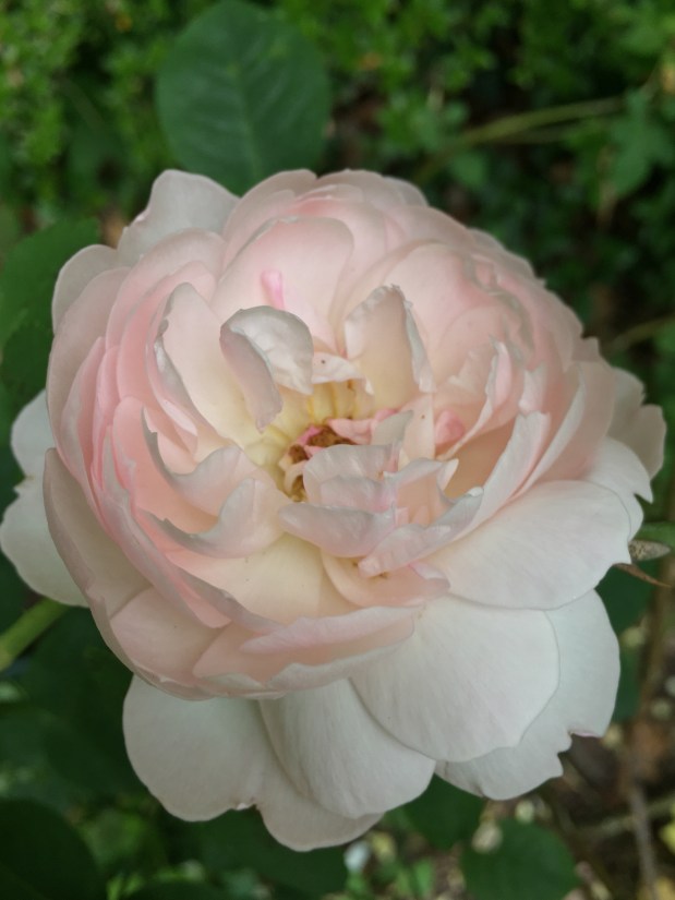 Roses de Mai Marathon: Rose&nbsp;Goldea