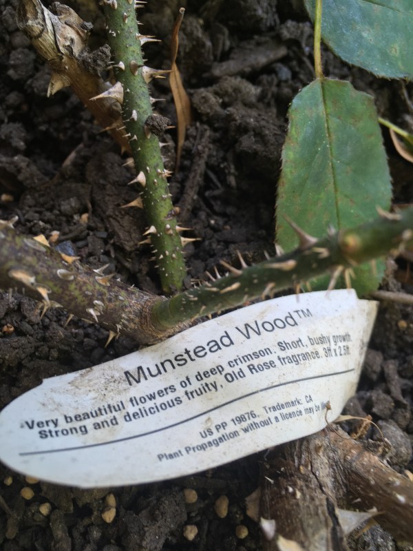 Rose Munstead Wood, dark crimson, fragrant.