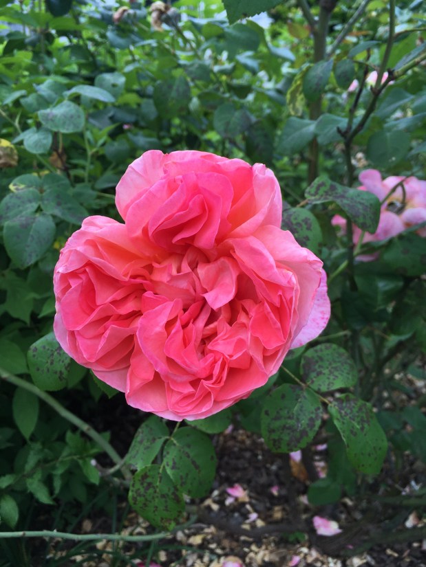 Roses de Mai Marathon: Rose&nbsp;d’Amour