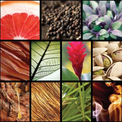 Collage mosaic of fragrance notes in Sarah Jessica Parker's Stash SJP