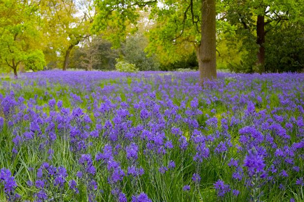 May Melange Marathon: Bohemian&nbsp;Bluebells