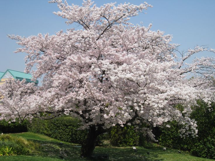 Flowering sour cherry tree in spring with pink blossoms