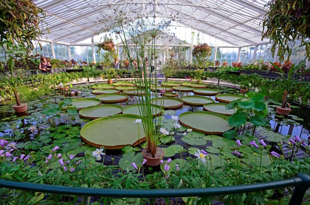 Glass house with giant waterlilies at Kew Royal Botanic Gardens